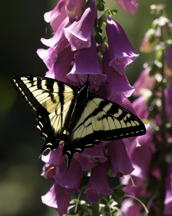 Swallowtail and Foxglove Photograph by Betty Depee