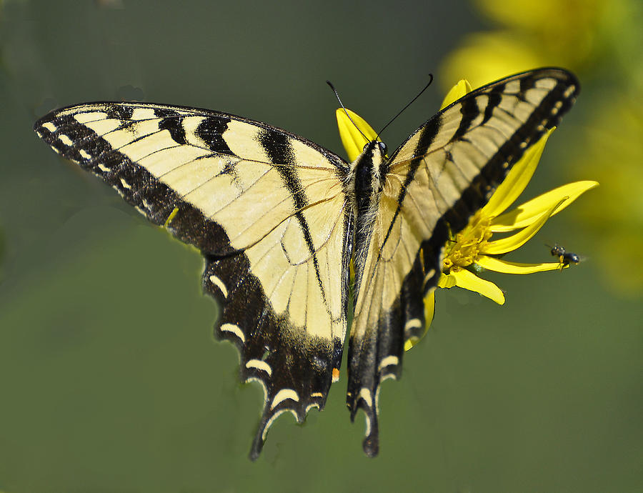 Swallowtail and Friend Photograph by Rodney Campbell