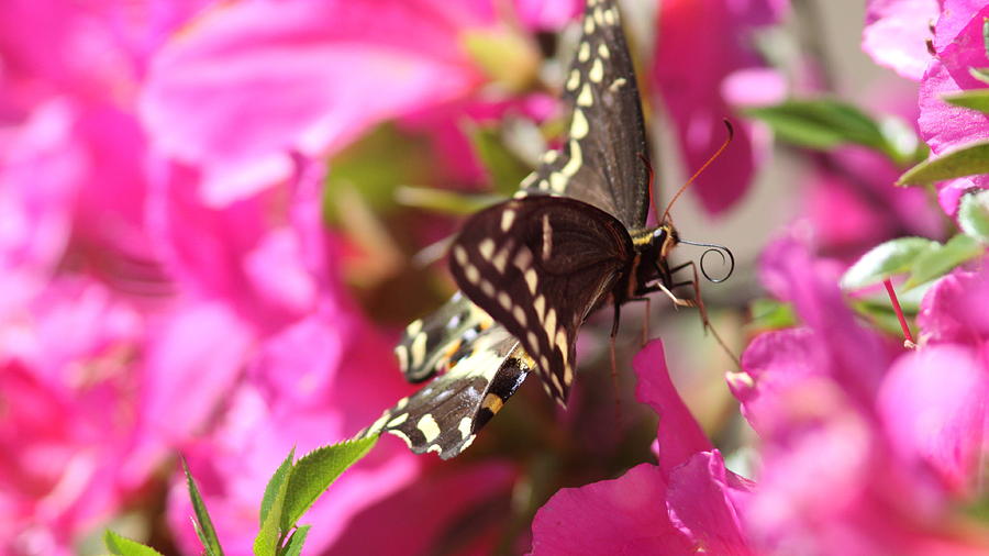 Swallowtail and Pink Photograph by Travis Truelove