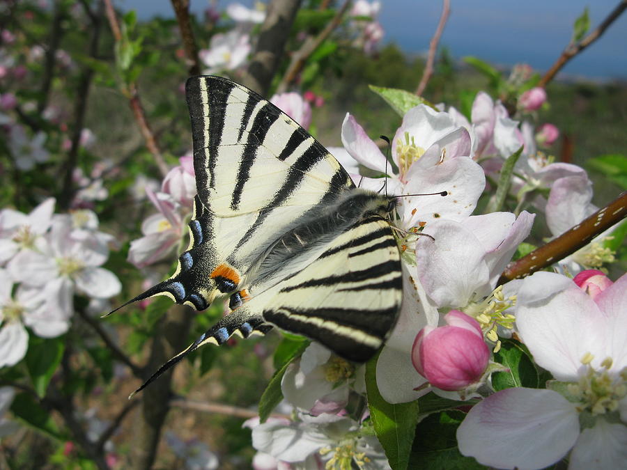 Swallowtail pollinates Photograph by Andonis Katanos