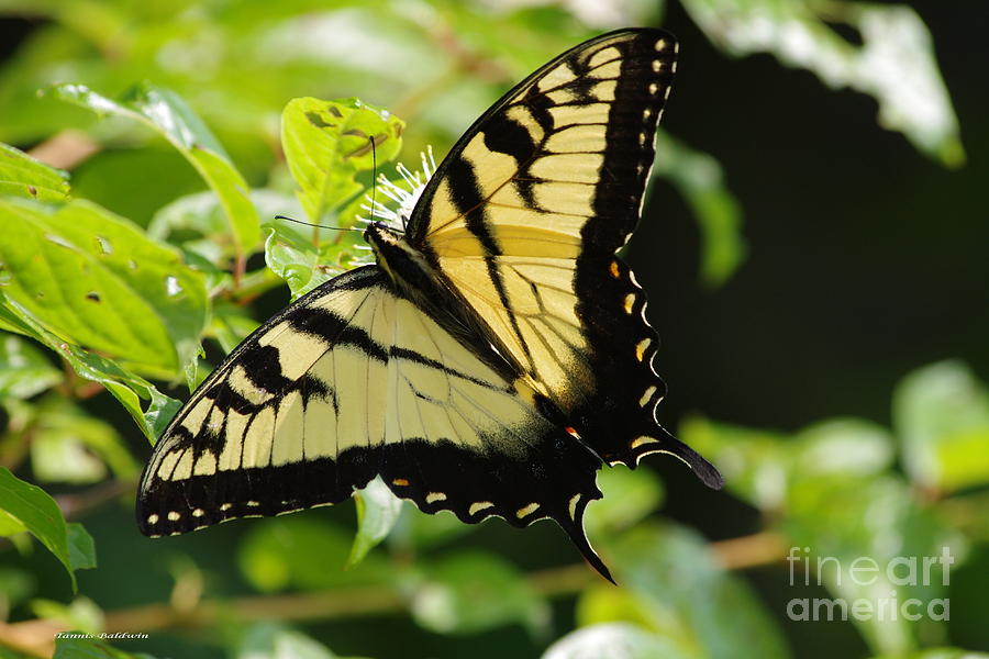 Swallowtail Butterfly 2 Photograph by Tannis  Baldwin