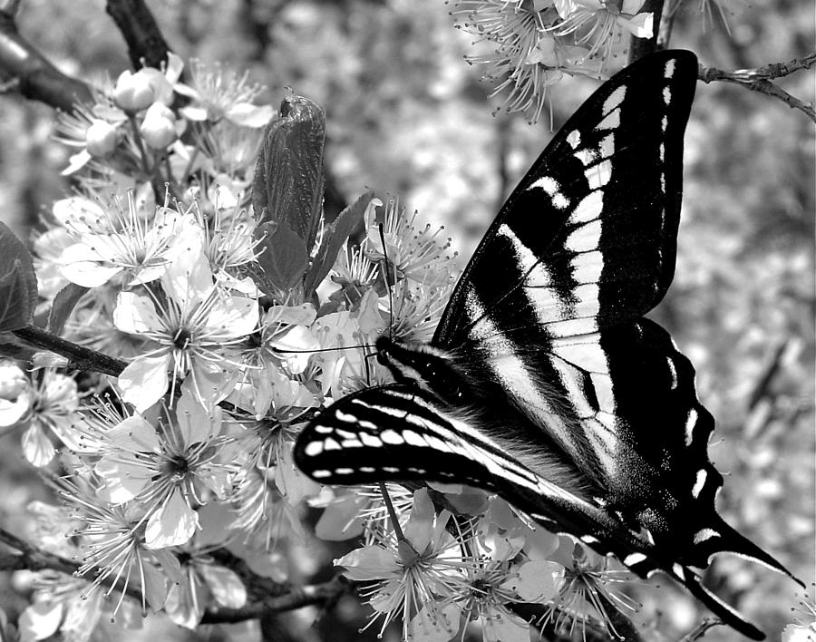 Swallowtail Butterfly and Plum Blossoms Photograph by Karon Melillo DeVega