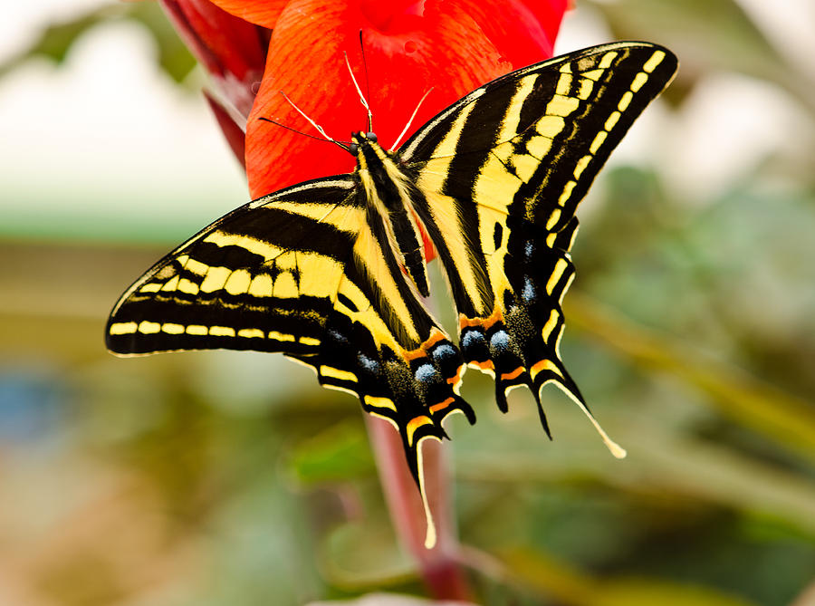 Swallowtail butterfly Photograph by Chris Thaxter