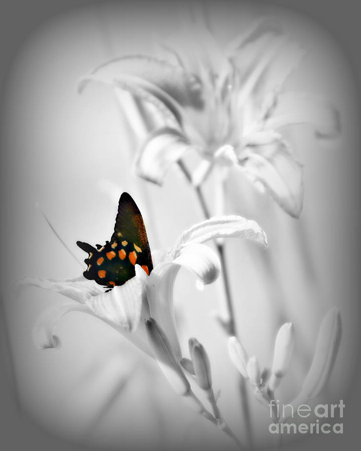 Swallowtail Butterfly in Tiger Lily Photograph by Lila Fisher-Wenzel