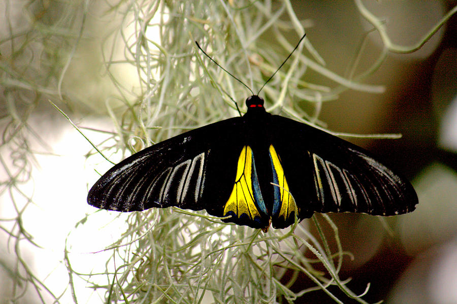 Swallowtail Butterfly Photograph by Jale Fancey