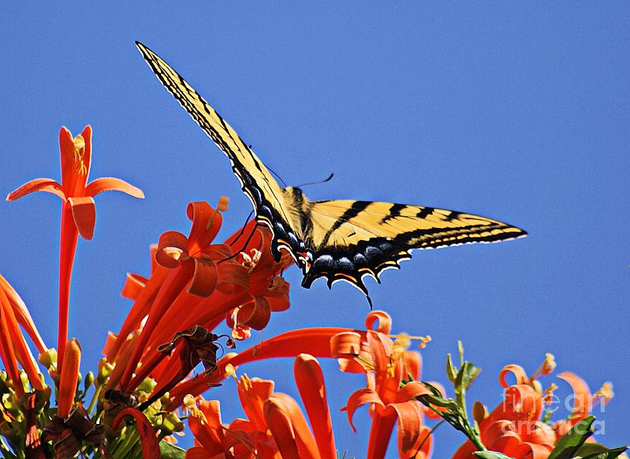 Swallowtail Butterfly Photograph by John  Kolenberg