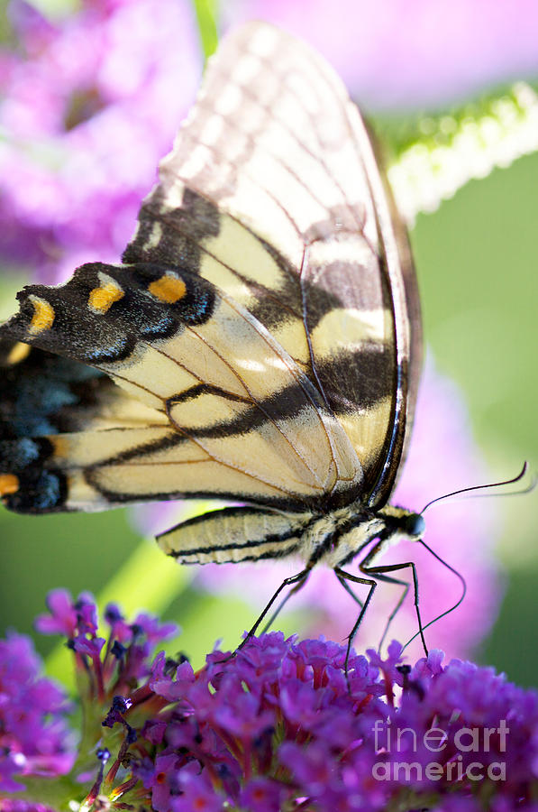 Butterfly Photograph - Swallowtail Butterfly by Kim Fearheiley