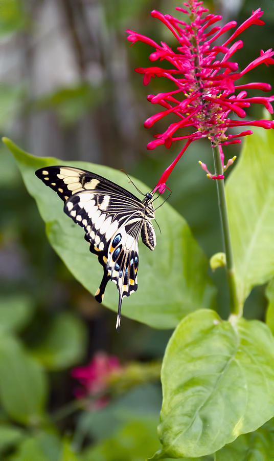 Swallowtail Butterfly Photograph by Linda Tiepelman