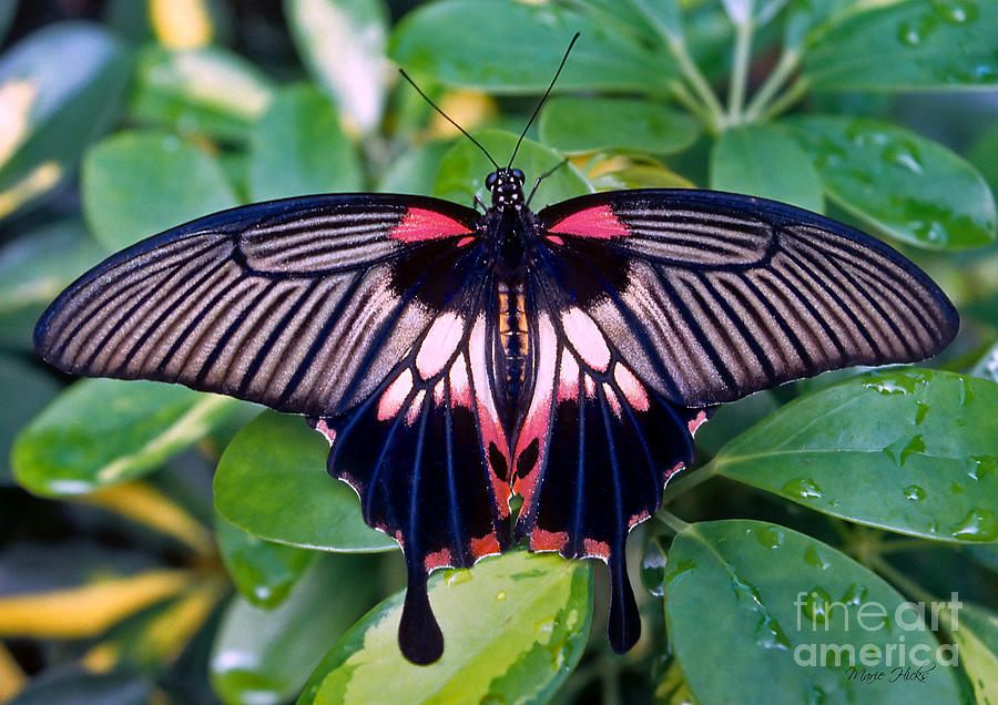 Swallowtail Butterfly Photograph by Marie Hicks