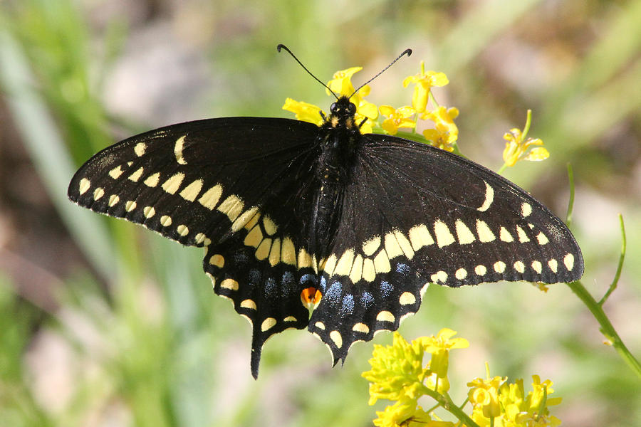 Swallowtail Butterfly Photograph by Mark J Seefeldt