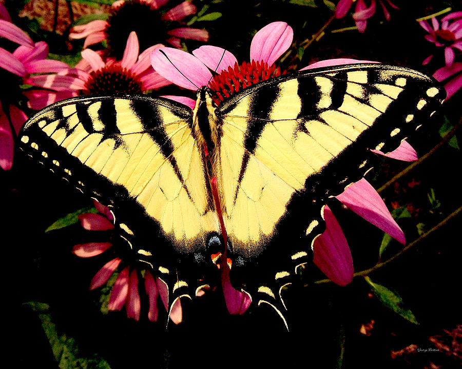 Swallowtail Butterfly on a Purple Coneflower Photograph by George Bostian