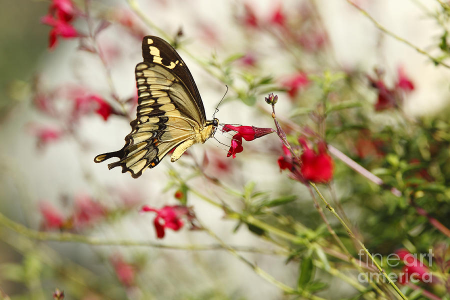 Swallowtail Butterfly on Red Wildflowers Photograph by Susan Gary