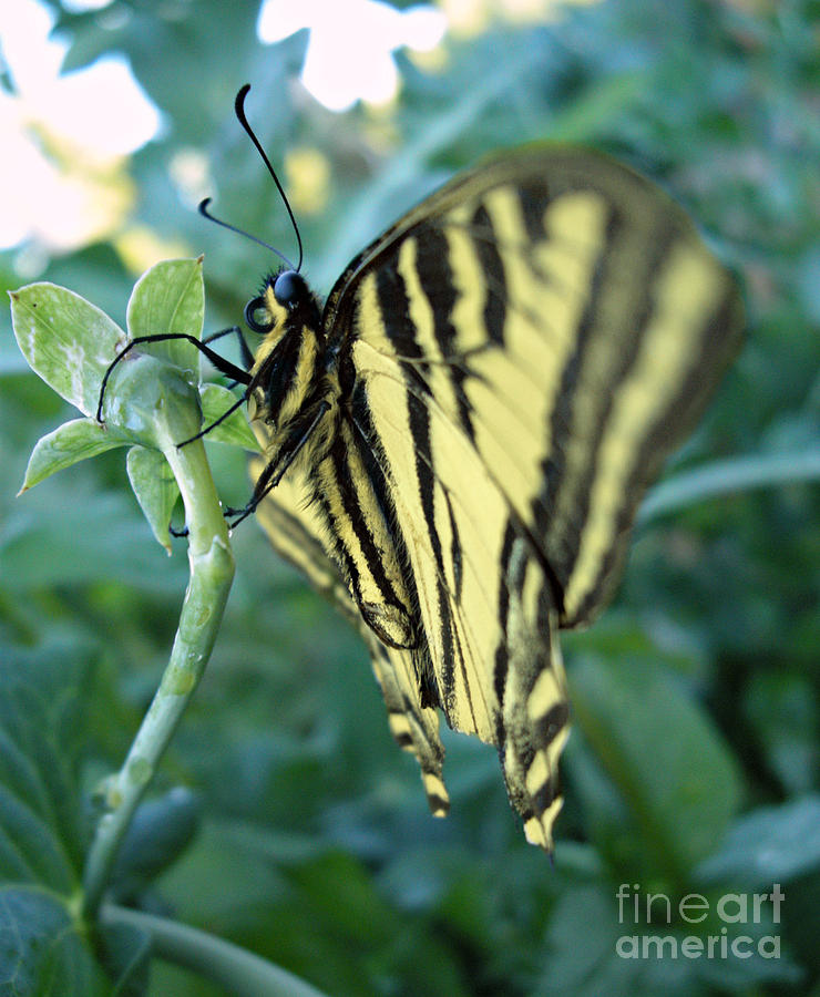 Butterfly Photograph - Swallowtail Butterfly by Sophia Petersen