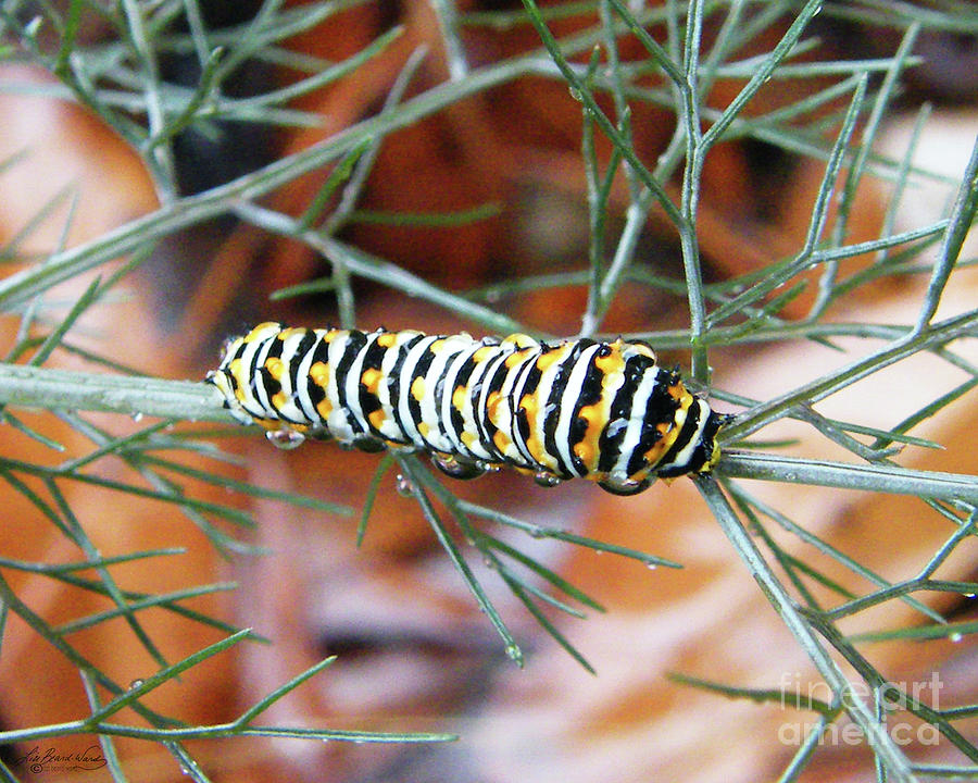 Swallowtail Caterpillar Photograph by Lizi Beard-Ward
