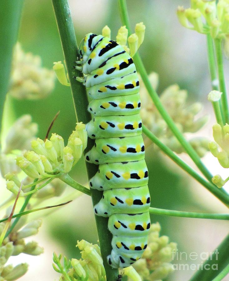 Swallowtail Caterpillar Photograph by Michele Penner