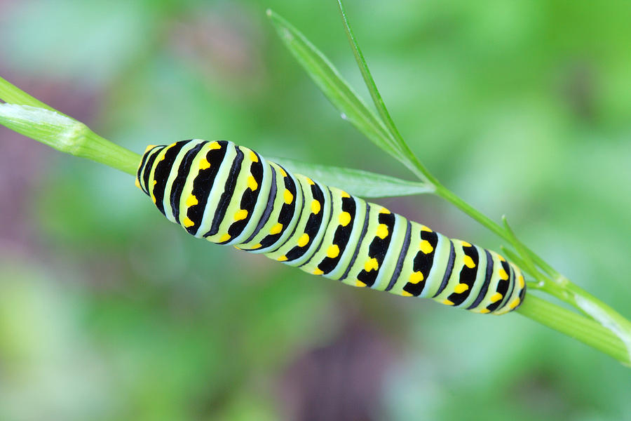 Swallowtail Caterpillar On Parsley Photograph by Daniel Reed