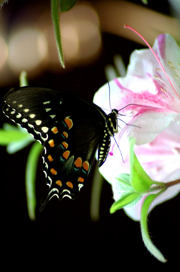 Swallowtail Photograph by David Weeks