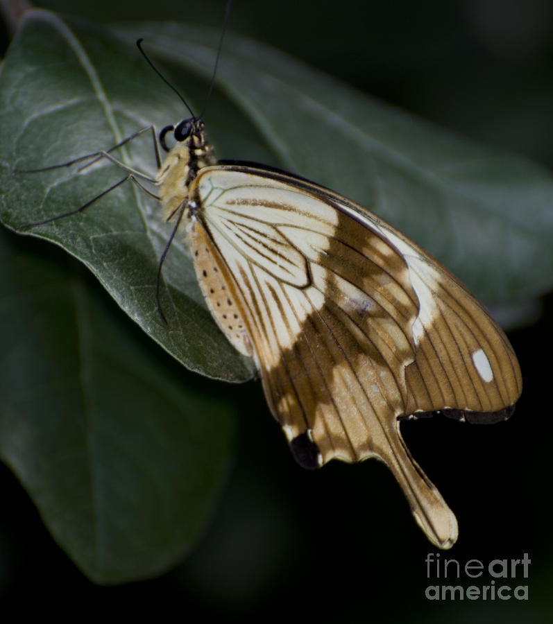Swallowtail Photograph by Heather Applegate