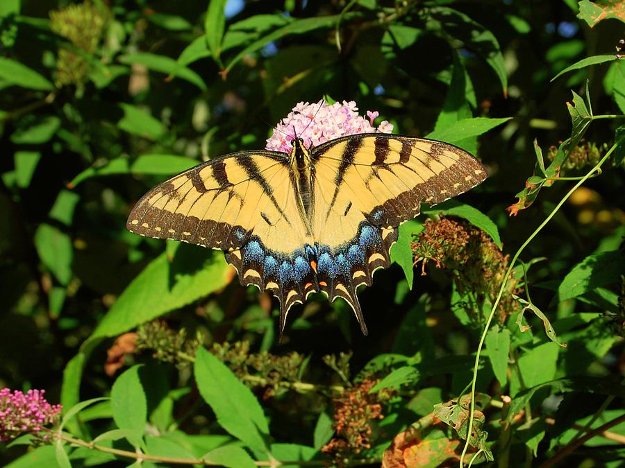 Swallowtail Photograph by Iain McGuire - Fine Art America