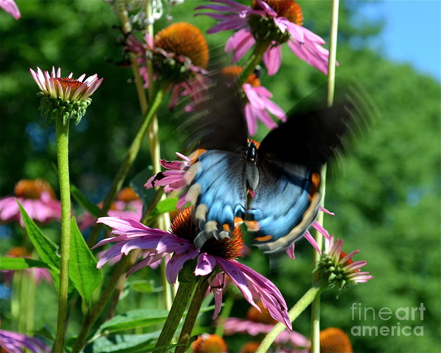 Swallowtail In Motion Photograph by Sue Stefanowicz