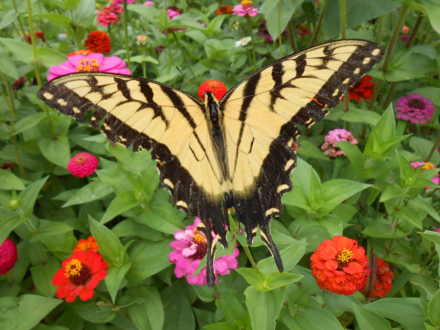 Butterfly Photograph - Swallowtail In The Flower Bed by Diannah Lynch