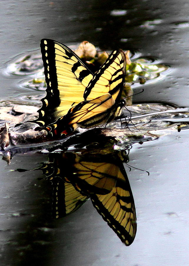 Swallowtail in Water Photograph by Travis Truelove