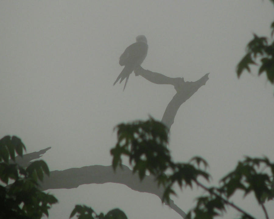 Swallowtail Kite in Fog Photograph by Peggy Urban