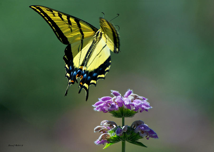 Swallowtail Landing on Flowers Photograph by Stephen Johnson