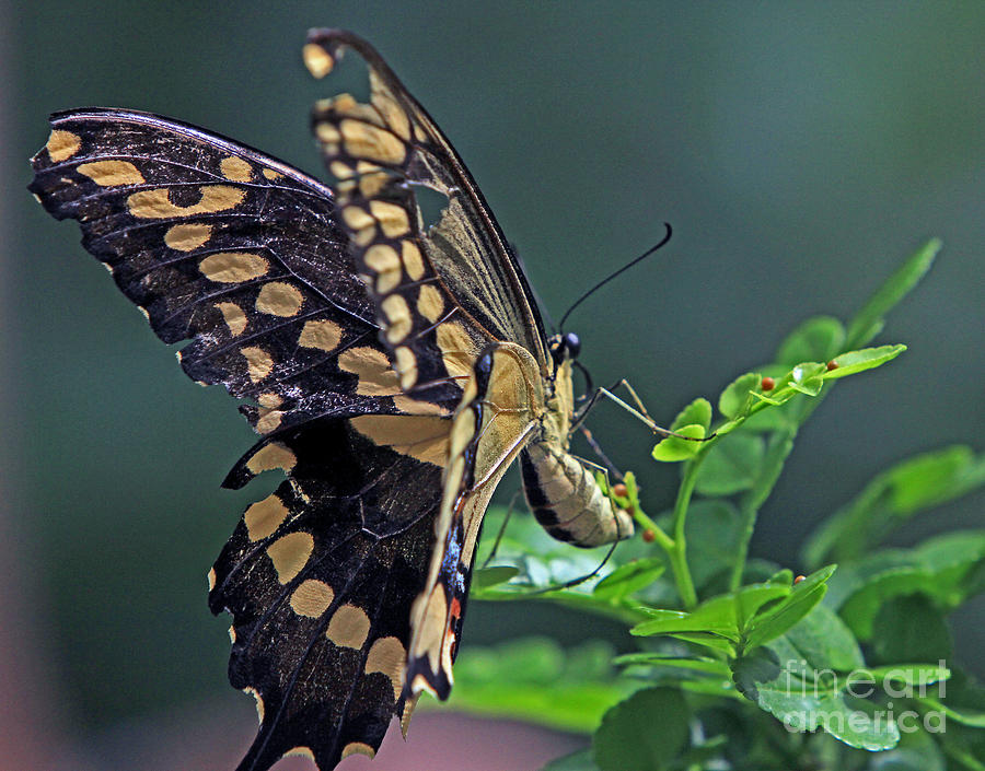 Swallowtail laying eggs Photograph by Larry Nieland