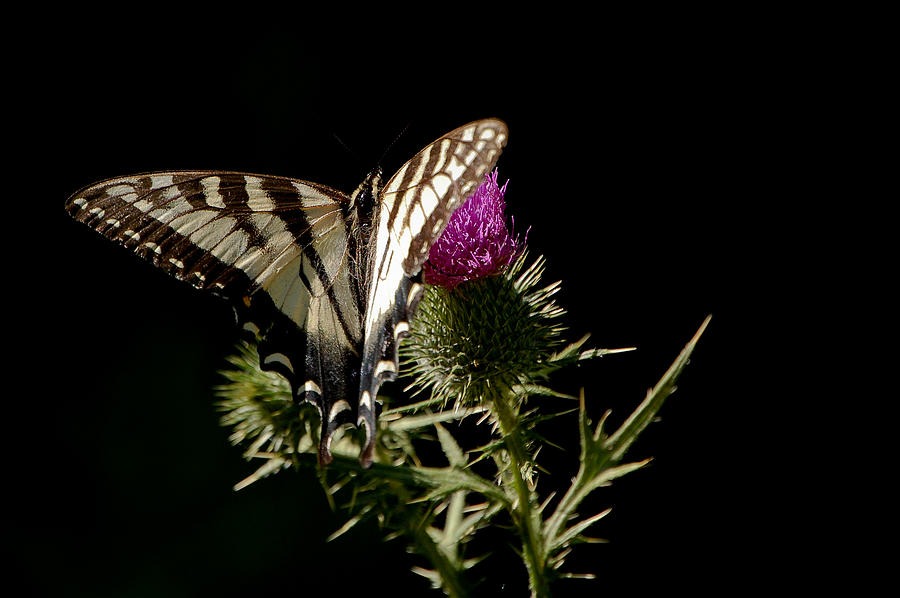 Butterfly Photograph - Swallowtail by Lisa Kane Butterfly Photograph - Swallowtail by Lisa Kane