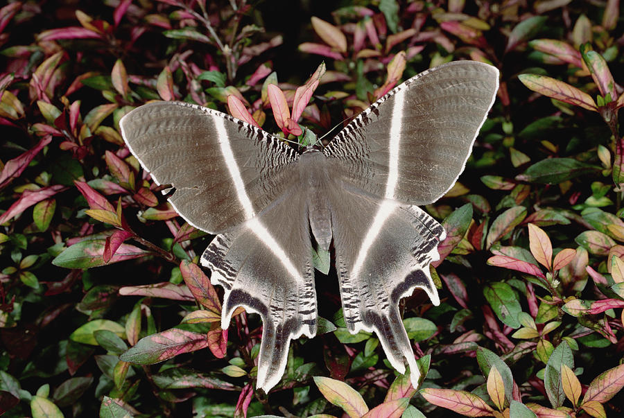 Swallowtail Moth Lyssa Menoetius Photograph by Konrad Wothe