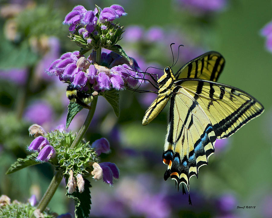 Swallowtail on a Purple Flower Photograph by Stephen Johnson