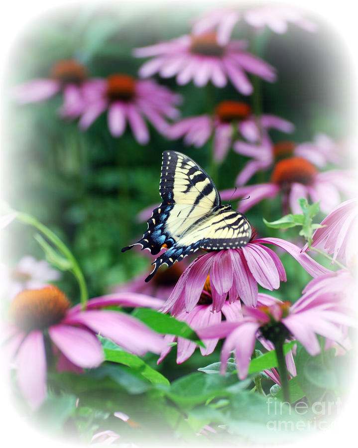 Swallowtail on Cone flower  Photograph by Lila Fisher-Wenzel
