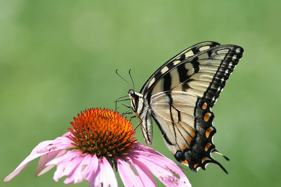 Swallowtail on Euchinacea Photograph by PJQandFriends Photography