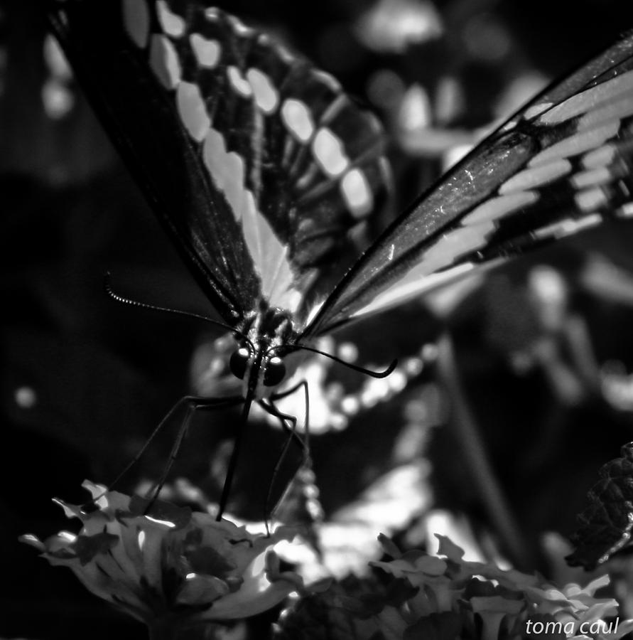 Swallowtail on Lantana Photograph by Toma Caul