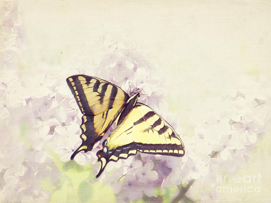 Swallowtail on lilac Photograph by Cindy Garber Iverson
