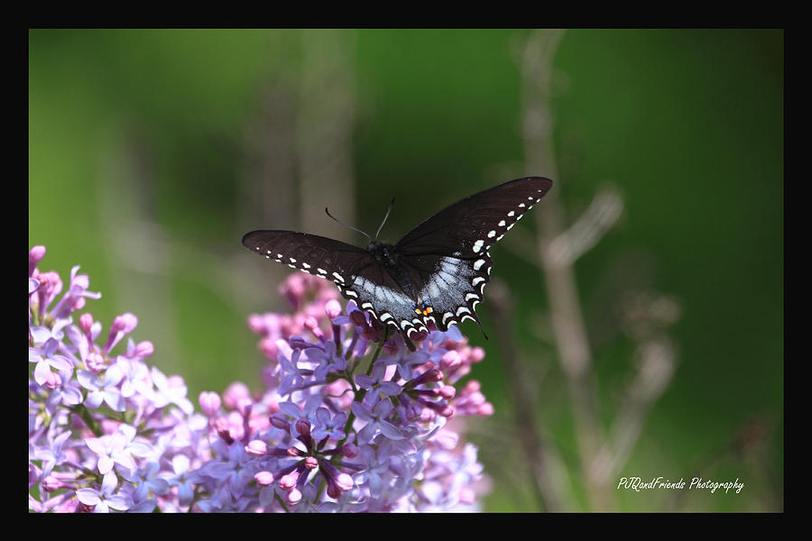 Swallowtail on Lilac Photograph by PJQandFriends Photography