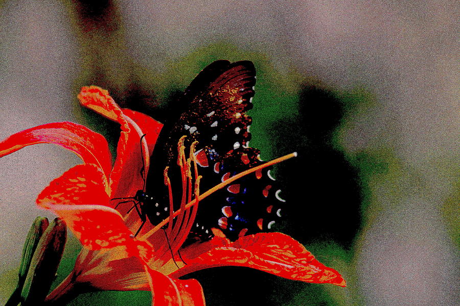 Swallowtail on Orange Photograph by Travis Truelove