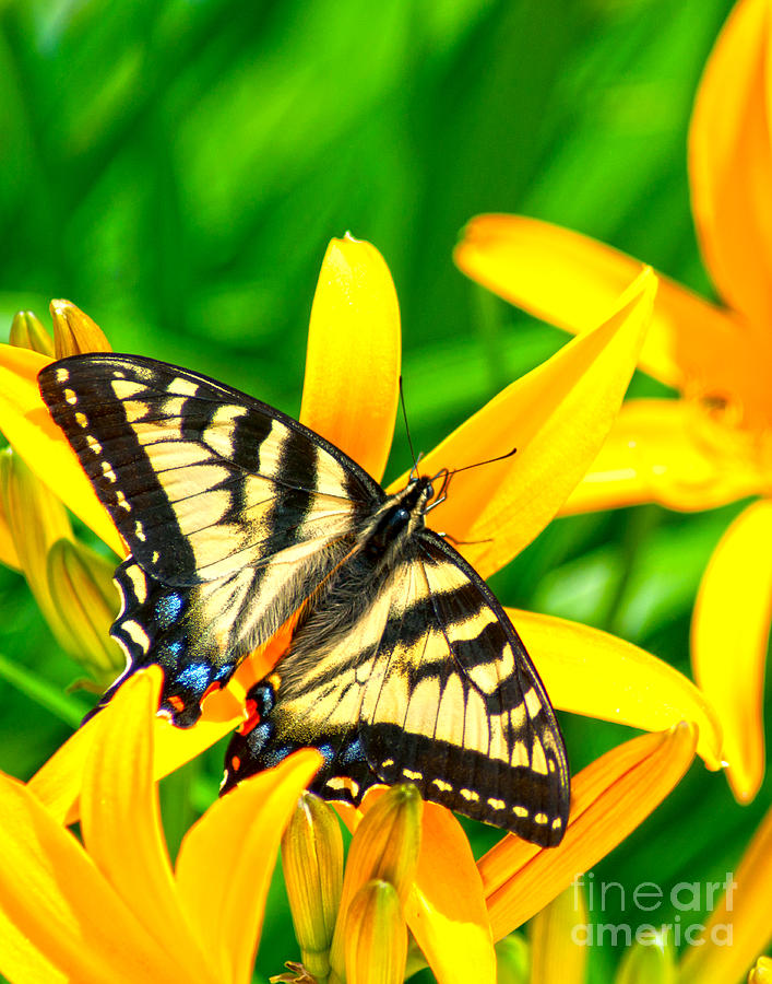 Swallowtail on Yellow Lily 3  Photograph by Diane E Berry