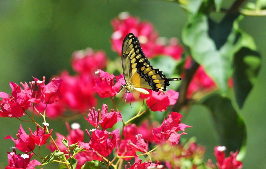 Butterfly Photograph - Swallowtail Serenade by Lynn Bauer