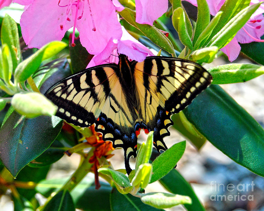 Swallowtail Spring Photograph by Diane E Berry
