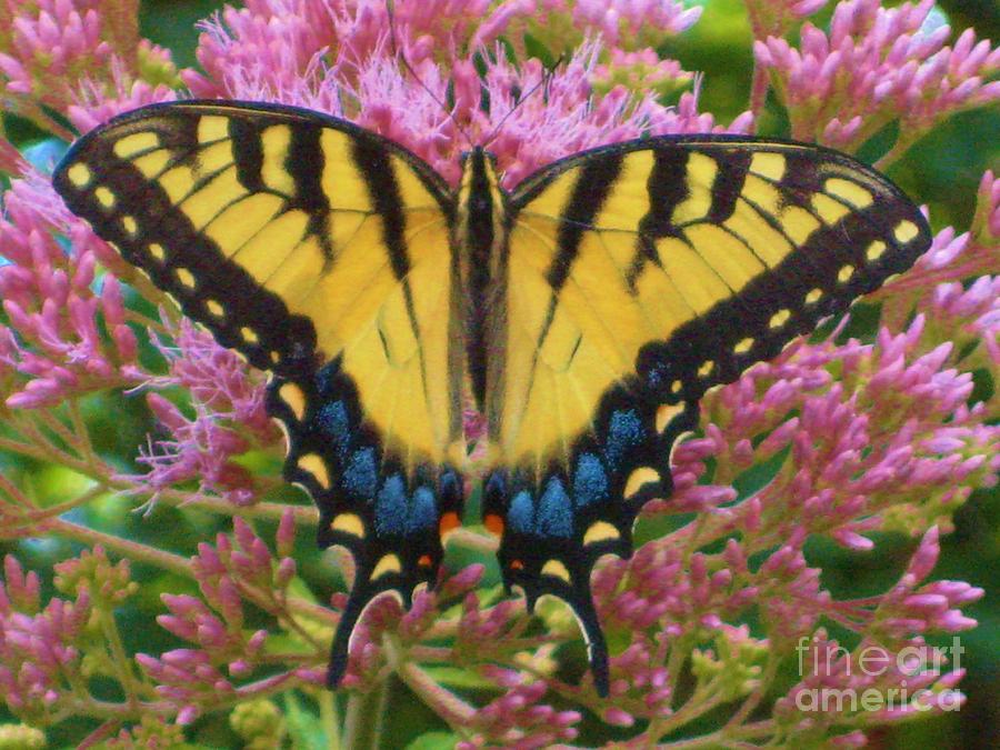 Swallowtail Butterfly Photograph by Susan Carella
