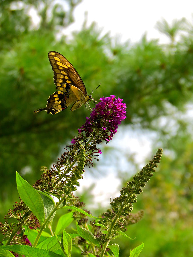 Swallowtail Treat Photograph by Azthet Photography