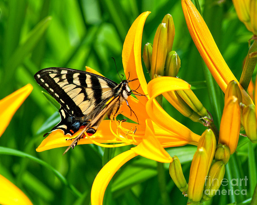 Swallowtail Yellow Lily 2 Photograph by Diane E Berry