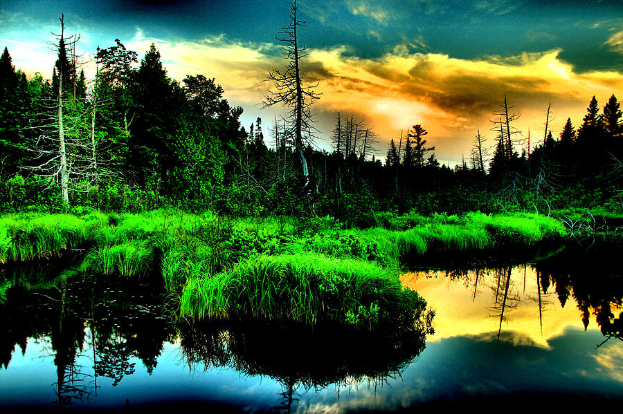 Swamp at Sunset Photograph by Matthew Winn