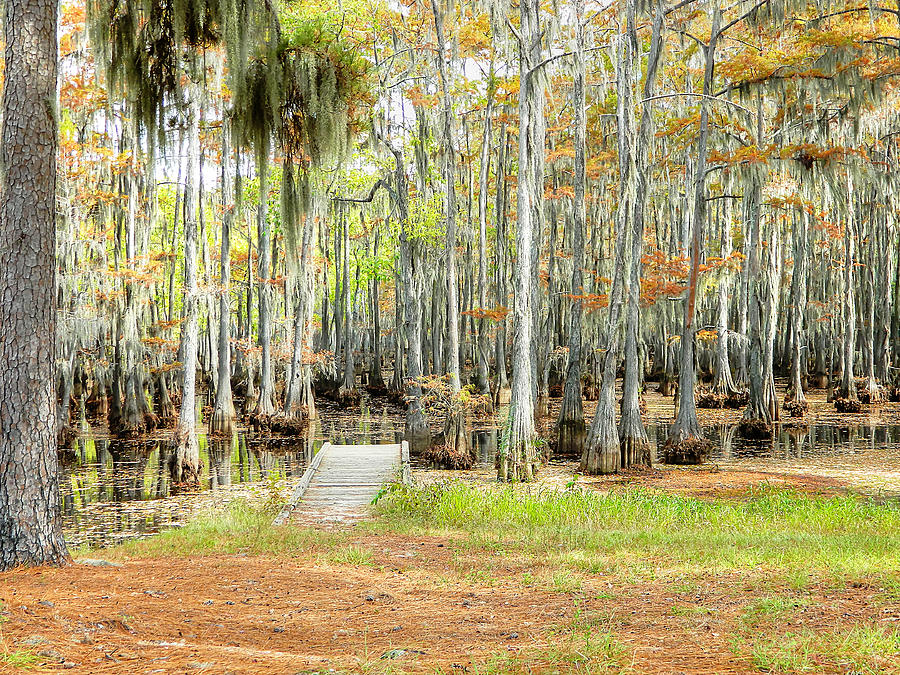 Swamp Autumn Photograph by Ester McGuire