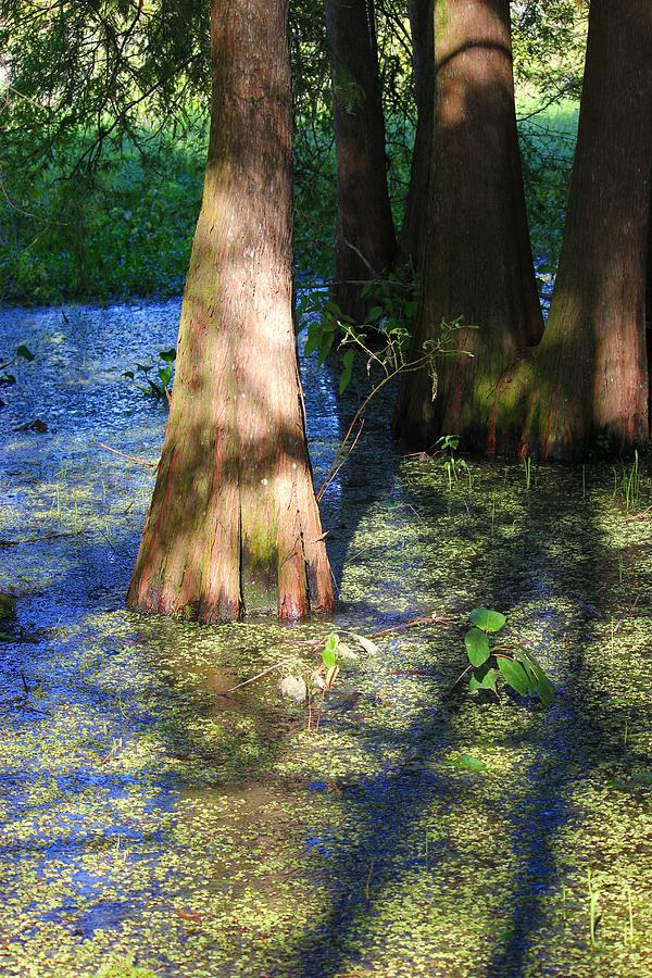 Nature Photograph - Swamp Blue by Rdr Creative