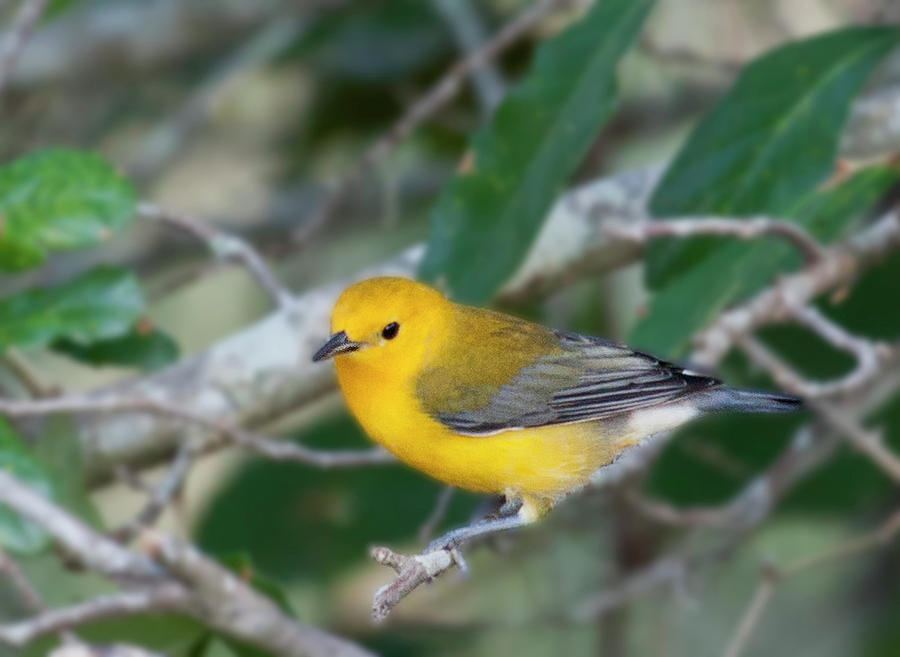 Swamp Canary Photograph by Sandra M Barnes - Fine Art America