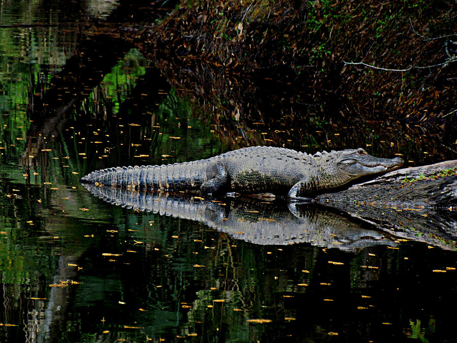 Swamp Creature Photograph by Judy Wanamaker