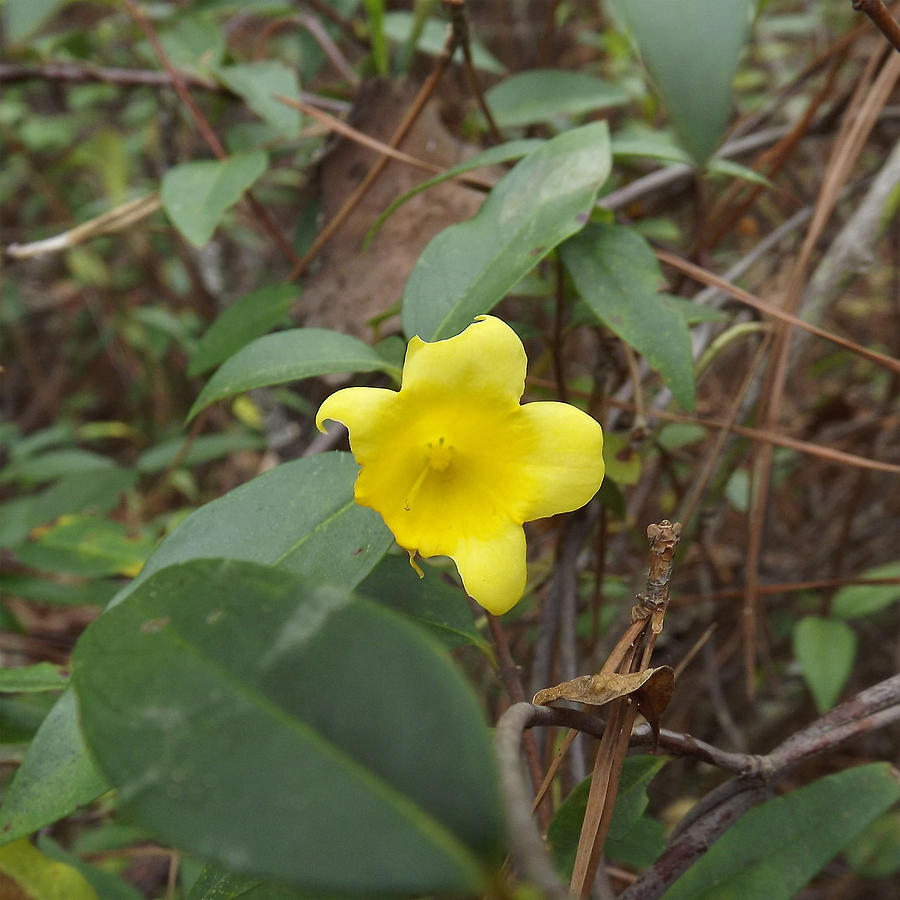 Swamp Flower Photograph by Nichole Lampron - Fine Art America